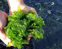 Close up of Sea Lettuce, Ulva lactuca