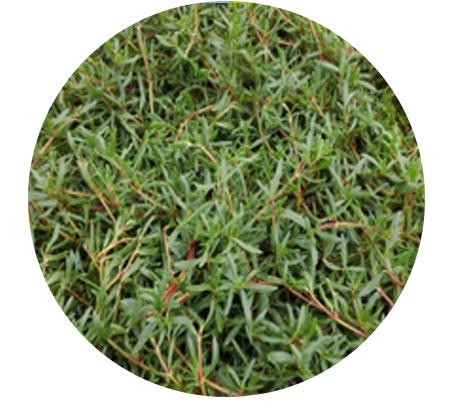 Sea Purslane