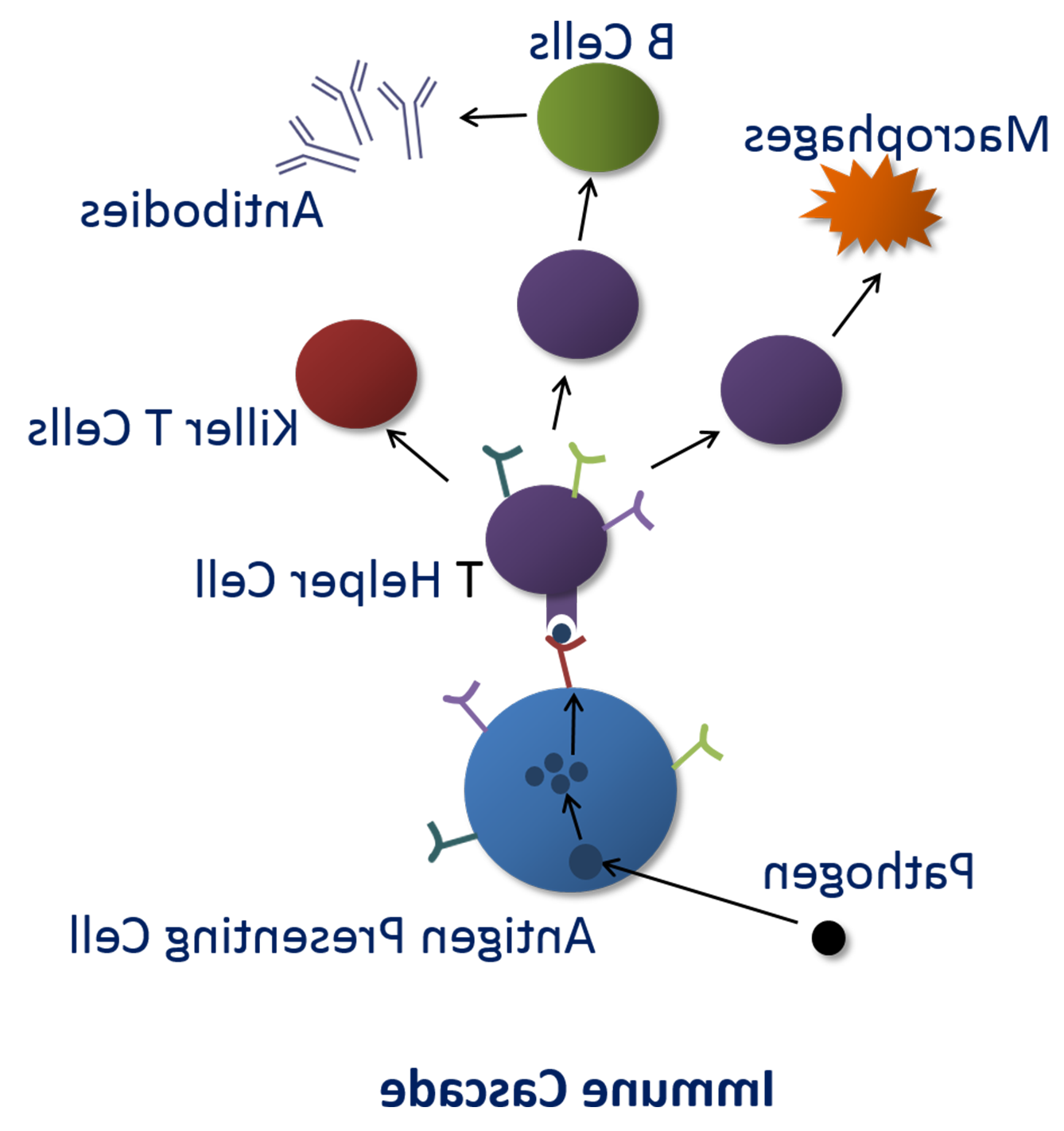 Immune function